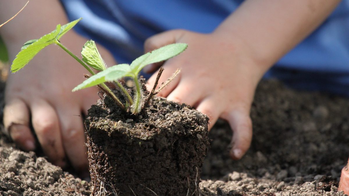 Comment bien choisir ses gants de jardinage ?