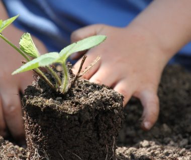 Comment bien choisir ses gants de jardinage ?