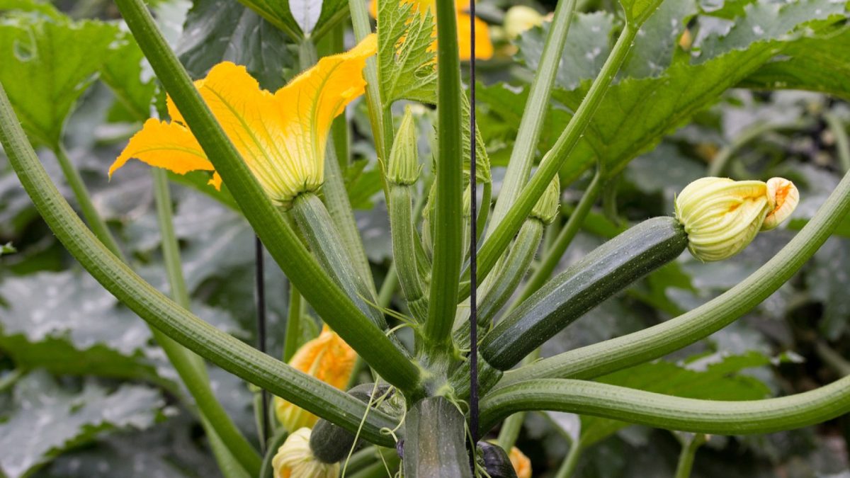 Culture : pourquoi pincer les courgettes ?