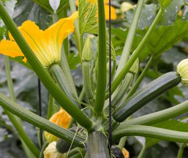 Culture : pourquoi pincer les courgettes ?